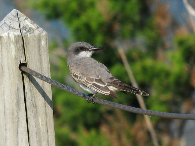 Gray Kingbird